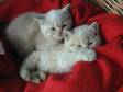 2 British Shorthair Cream Kittens Available!