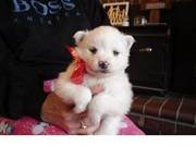 American Eskimo puppy for loving homes