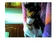 3 year old jack russell for stud. charlie is a 3 year....
