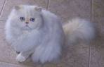 Persian Kittens for rehoming