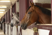 Horse Instructor Insurance