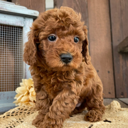 Female Poodle Available