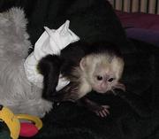 Bella is an out standing capuchin Monkey for sale