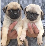 78TH PUGS We have a new litter of pups ready to go Both 